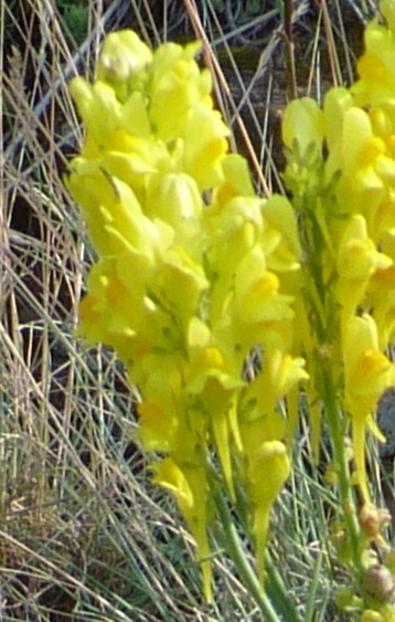 Linaria augustifolia
